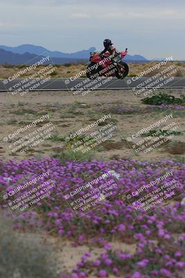 media/Jan-14-2023-SoCal Trackdays (Sat) [[497694156f]]/Turn 14 Exit Bloomig (145pm)/